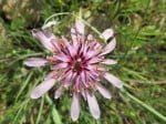 North Cyprus Countryside | Salsify