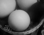 Popular Science News | Eggs ARE good for you says US Egg Board