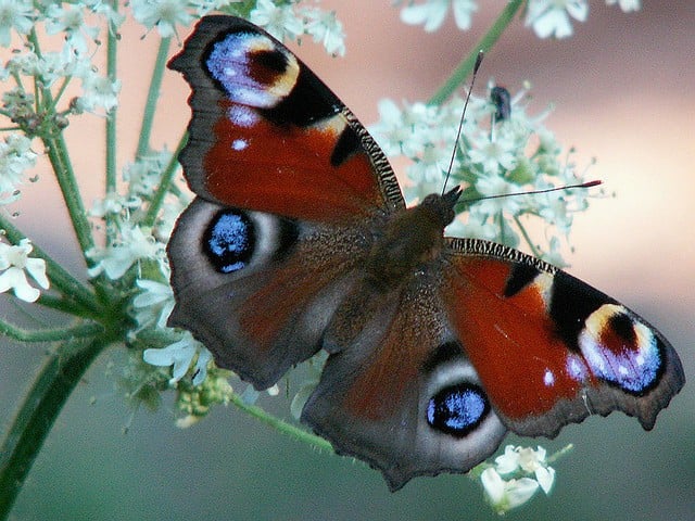 peacock butterfly -1