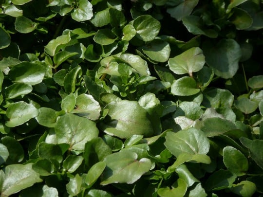 Daily Images | Watercress Daily Images | Watercress