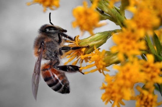 Daily Images | Honey Bee