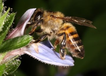 Avaaz | Ban Toxic Bee Killers
