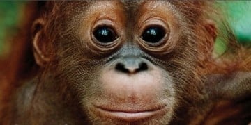 Avaaz | Save the Orangutans!