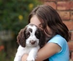 North Cyprus Law | North Cyprus Puppy Theft Victim