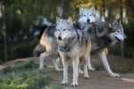 north-cyprus-news-trnc-police-order-grey-wolves-arrest