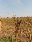Turkish Water Relieves Worse Cyprus Drought For 900 Years