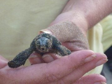 Why Not Have a North Cyprus Turtle Nest Named After You