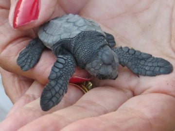 Thank you to Karsiyaka Turtle Watch