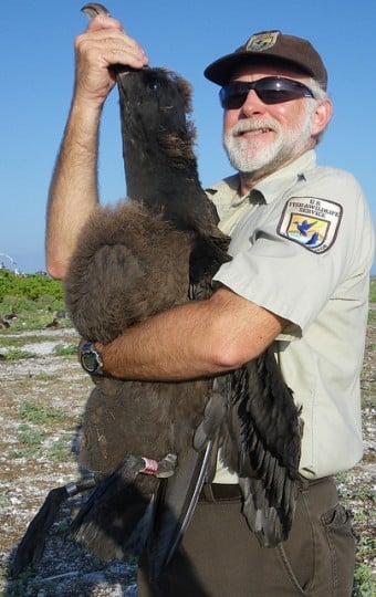 Daily Images Short Tailed Albatross
