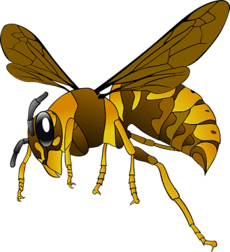 Distinguish Between Yellow Stripey Insects That Sting and Those That Don't