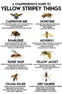 Distinguish Between Yellow Stripey Insects That Sting and Those That Don't